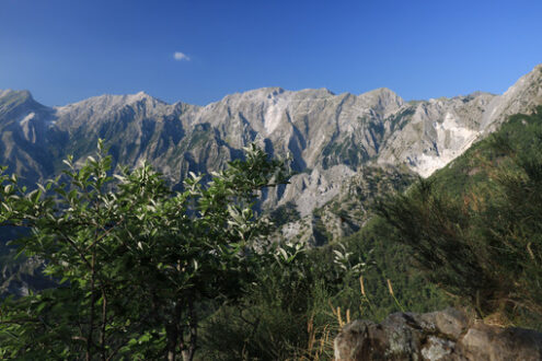 Vegetazione Alpi Apuane. Bushes on the Apuan Alps in Versilia. In the background the moun