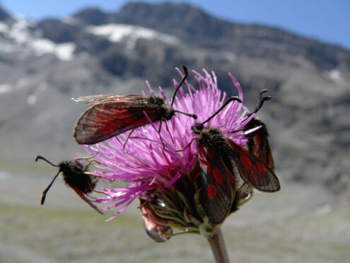 Butterflies on mountain flowers - MyVideoimage.com