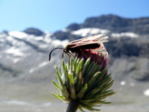 Butterflies on mountain flowers - MyVideoimage.com