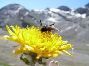 Butterflies on mountain flowers - MyVideoimage.com