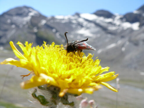 Butterflies on mountain flowers - MyVideoimage.com