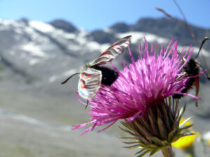 Butterflies on mountain flowers - MyVideoimage.com