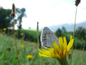 Butterflies on mountain flowers - MyVideoimage.com