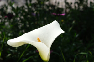 Calla flower. Beautiful white flower of a calla. Spring flowering in an Italian garden. - MyVideoimage.com | Foto stock & Video footage