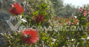 Callistemon flower footage video. Mediterranean garden with Callistemon flowers.   Video footage.