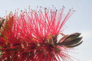 Callistemon flowers, Macro photo of Callistemon flowers in a garden overlooking the Ligurian sea. Ears of red flowers in spring. - MyVideoimage.com | Foto stock & Video footage