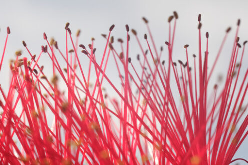 Callistemon flowers. Macro photo in a garden overlooking the Ligurian sea. Ears of red flowers in spring. Foto di fiori. - MyVideoimage.com | Foto stock & Video footage