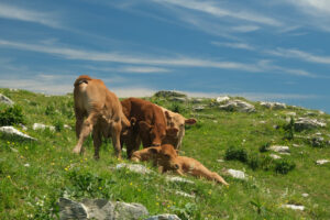 Calves with mom. Calves on a green meadow in the mountains of Tuscany.  Stock photos. - MyVideoimage.com | Foto stock & Video footage