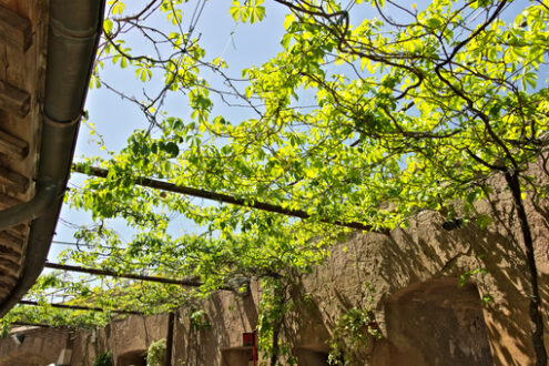 Canadian vine leaves. Canadian vine arbor with green leaves. - MyVideoimage.com | Foto stock & Video footage