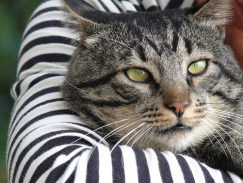 Cat’s head streaked in the arms of a woman in a black and white striped dress. - MyVideoimage.com