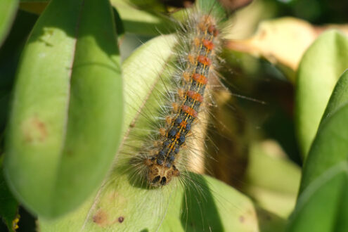 Caterpillar on a leaf. Caterpillar with hair and bristles on a leaf.  Stock photos. - MyVideoimage.com | Foto stock & Video footage