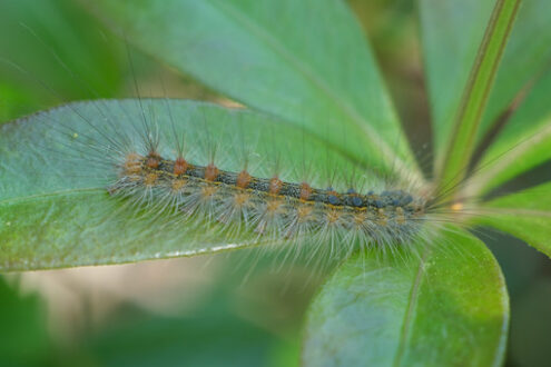 Caterpillar on a leaf. Caterpillar with hair and bristles on a leaf.  Stock photos. - MyVideoimage.com | Foto stock & Video footage