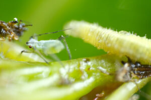 Caterpillar on a plant. Caterpillar and aphid on the petiole of the leaf. Stock photos. - MyVideoimage.com | Foto stock & Video footage