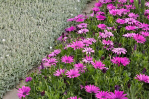 Cerastium flowers. Mediterranean garden. Flowers of Iberis, African daisy - MyVideoimage.com | Foto stock & Video footage