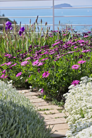 Cerastium flowers. Mediterranean garden. Flowers of Iberis, African daisy. Foto di fiori. - MyVideoimage.com | Foto stock & Video footage