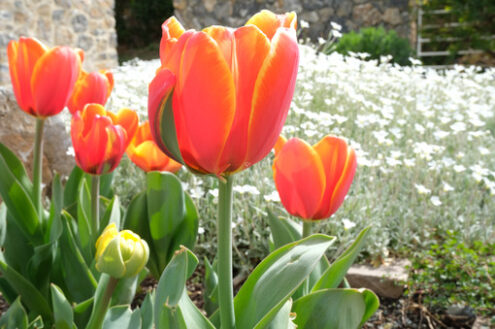 Cerastium flowers. Spring flowering in the Mediterranean garden. Orange tulips, cerastium flowers. - MyVideoimage.com | Foto stock & Video footage