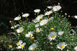 Cespuglio di fiori. Cespuglio di margherite con fiori bianchi. - MyVideoimage.com | Foto stock & Video footage