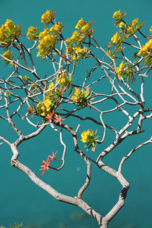 Cespuglio fiorito. Flowered euphorbia bush against the background of the Cinque Terre sea. - MyVideoimage.com | Foto stock & Video footage