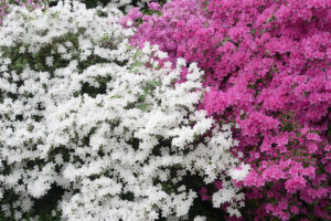 Cespuglio fiorito. Un giardino sul lago di Como in Lombardia con una magnifica azalea giapponese. - MyVideoimage.com | Foto stock & Video footage