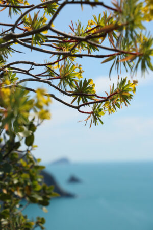 Cespuglio sul mare. Flowered euphorbia bush against the background of the Cinque Terre sea. - MyVideoimage.com | Foto stock & Video footage