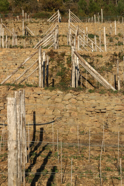 Cinque Terre hills. Vine cultivation on the hills with dry stone walls in the Cinque Terre. - MyVideoimage.com | Foto stock & Video footage