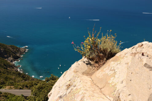 Cinque Terre marine panorama. Panorama of the Cinque Terre sea. A helichrysum plant born on a rock overlooking the sea. - MyVideoimage.com | Foto stock & Video footage