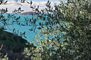 Cinque Terre olive grove. Olive grove and garden with sea view. - MyVideoimage.com | Foto stock & Video footage