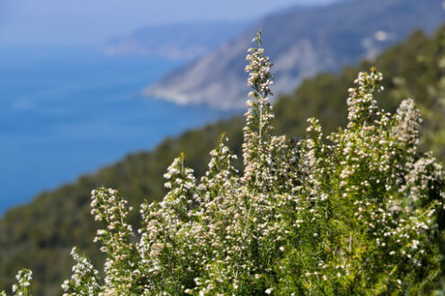 Cinque Terre paths. Bonassola, Liguria. Bush of Erica Arborea with the background of the sea of the Five Lands - MyVideoimage.com | Foto stock & Video footage