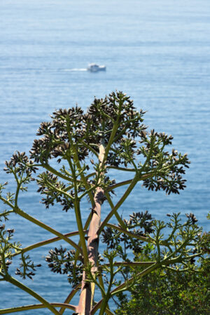 Cinque Terre seascape. Liguria. An Agave flower in the foreground and a blue sea with waves and rocks. Village of Framura. - MyVideoimage.com | Foto stock & Video footage