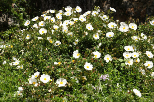 Cistus bush in bloom in a Mediterranean garden in Liguria. - MyVideoimage.com | Foto stock & Video footage