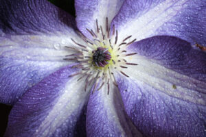 Clematis flower. Macro close-up of beautiful blue and white clematis flower. Stock photos. - MyVideoimage.com | Foto stock & Video footage