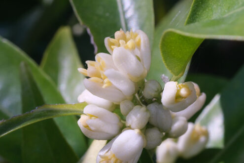 Clementine flowers. Clementine citrus flowers. Close up of fragrant flower. Foto e immagini di fiori. - MyVideoimage.com | Foto stock & Video footage