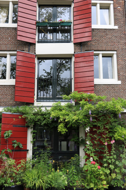 Climbing plant on facade. Wisteria climbing plant on the brick facade of a house. Red flowers. Amsterdam. - MyVideoimage.com | Foto stock & Video footage