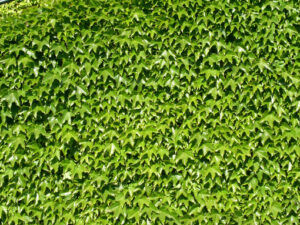 Climbing plant on the wall. Wall lined with green Canadian vine leaves. - MyVideoimage.com | Foto stock & Video footage