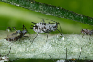 Close up aphids. Parasites on the stem of a Mediterranean plant leaf. Stock photos. - MyVideoimage.com | Foto stock & Video footage