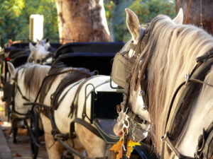 Close up of head horses. Foto Siviglia. Sevilla photo