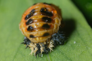 Cochineal whith shield Plant parasite with protective shield, cochineal type. Stock photos. - MyVideoimage.com | Foto stock & Video footage