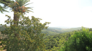 Colline toscane. La terra coltivata e gli alberi della campagna maremmana. - MyVideoimage.com | Foto stock & Video footage