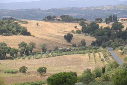 Colline toscane. Panorama con vigneti per la produzione di vino. La terra coltivata e gli alberi della campagna maremmana. - MyVideoimage.com | Foto stock & Video footage