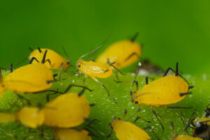 Colony of aphids. Yellow aphids suck the sap from a leaf. Stock photos. - MyVideoimage.com | Foto stock & Video footage