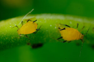 Colony of yellow aphids. Yellow aphids on a leaf suck the sap of the plant. Stock photos. - MyVideoimage.com | Foto stock & Video footage