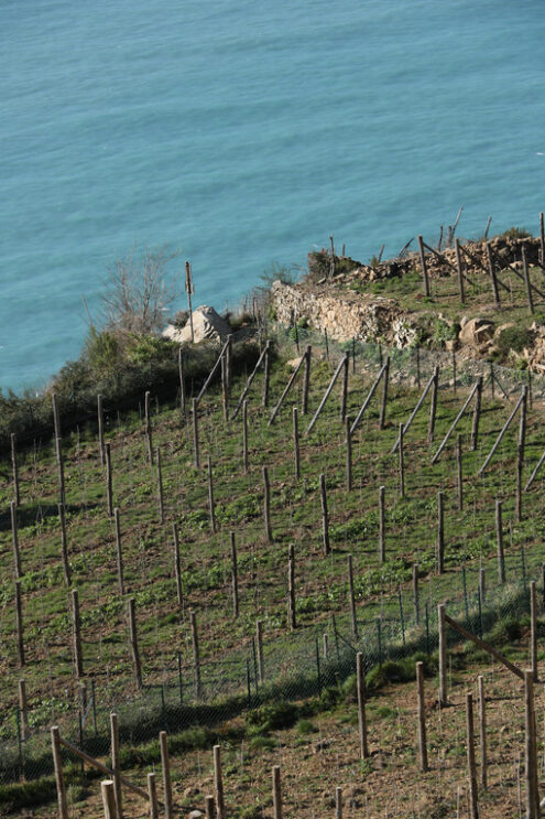 Coltivazione della vite. Vine cultivation on the hills with dry stone walls in the Cinque Terre. - MyVideoimage.com | Foto stock & Video footage