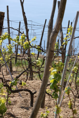 Coltivazione vite alle Cinque Terre. Foto di un terreno terrazzato sulle colline che si affacciano sul mare. - MyVideoimage.com | Foto stock & Video footage