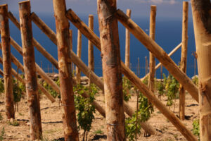 Coltivazione vite alle Cinque Terre. Produzione del famoso vino Sciacchetrà. - MyVideoimage.com | Foto stock & Video footage