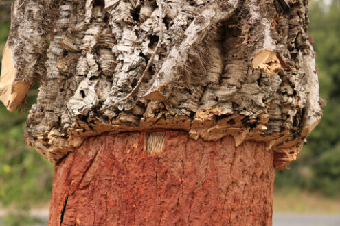 Cork oak trunk with bark removed. - MyVideoimage.com