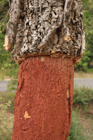 Cork oak trunk with bark removed. - MyVideoimage.com