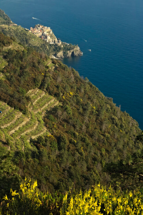 Corniglia. Panorama al tramonto. Corniglia to the Cinque Terre. Seascape at sunset time. - MyVideoimage.com | Foto stock & Video footage