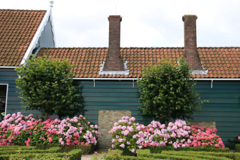 Country house. Wooden house with roof and tall red brick chimneys. Hydrangea bush with white flowers in a garden. - MyVideoimage.com | Foto stock & Video footage