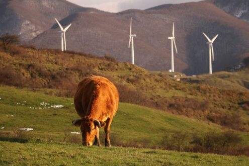 Cow grazes on a lawn in front of a row of wind generators. Foto animali. Animal photos