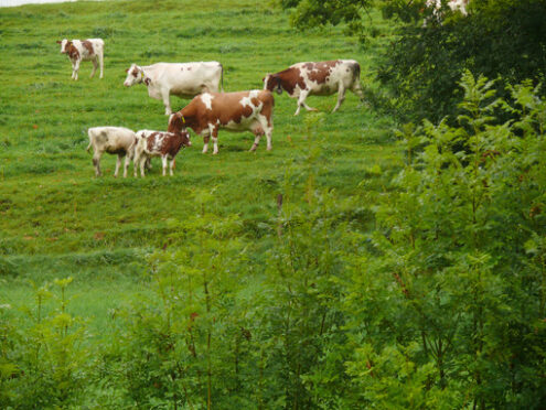 Cows grazing on a green hill. Foto animali. Animal photos. Mucche